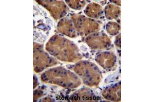 ASPH Antibody (Center) immunohistochemistry analysis in formalin fixed and paraffin embedded human stomach tissue followed by peroxidase conjugation of the secondary antibody and DAB staining. (Aspartate beta Hydroxylase antibody  (Middle Region))