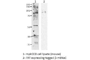 Western blot analysis of Mouse mpkCCD cell lysates showing detection of ENaC protein using Rabbit Anti-ENaC Polyclonal Antibody . (SCNN1A antibody  (AA 617-638) (FITC))