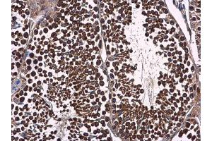 IHC-P Image p23 antibody [N1C3] detects p23 protein at cytoplasm in mouse testis by immunohistochemical analysis. (PTGES3 antibody)