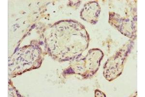 Immunohistochemistry of paraffin-embedded human placenta tissue using ABIN7151641 at dilution of 1:100 (SH3GL1 antibody  (AA 219-368))