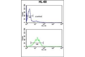 Flow cytometry analysis of HL-60 cells using DDX17 Antibody (N-term) Cat. (DDX17 antibody  (N-Term))