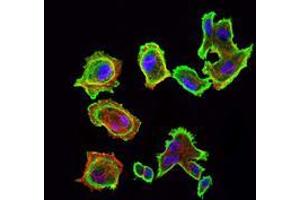 Immunofluorescence analysis of GC7901 cells using CDK5 mouse mAb (green). (CDK5 antibody)