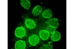Immunofluorescent staining of rat neuron with NUP98 monoclonal antibody, clone 2H10 . (NUP98 antibody  (AA 1-466))