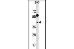 RRAGB Antibody (N-term) (ABIN1538888 and ABIN2850328) western blot analysis in 293 cell line lysates (35 μg/lane). (RRAGB antibody  (N-Term))