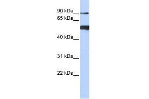 WB Suggested Anti-DDX50 Antibody Titration:  0. (DDX50 antibody  (N-Term))