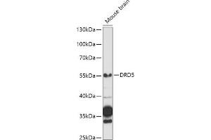 Western blot analysis of extracts of Mouse brain, using DRD5 antibody (ABIN3022432, ABIN3022433, ABIN3022434 and ABIN6218817) at 1:1000 dilution.