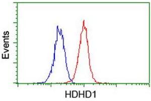 Image no. 6 for anti-Haloacid Dehalogenase-Like Hydrolase Domain Containing 1 (HDHD1) antibody (ABIN1498623)