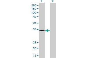 Western Blot analysis of PKD1L2 expression in transfected 293T cell line by PKD1L2 MaxPab polyclonal antibody.