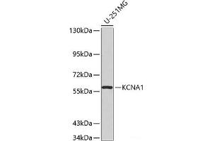 Western blot analysis of extracts of U-251MG cells using KCNA1 Polyclonal Antibody. (KCNA1 antibody)