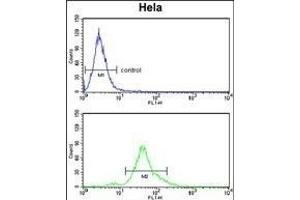 ACP1 Antibody (N-term) (ABIN653360 and ABIN2842836) flow cytometry analysis of Hela cells (bottom histogram) compared to a negative control cell (top histogram).