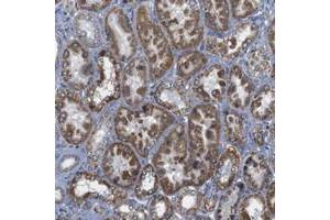 Immunohistochemical staining of human kidney with FAM171B polyclonal antibody  shows strong cytoplasmic positivity in cells in tubules at 1:50-1:200 dilution. (FAM171B antibody)