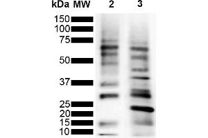 Western Blot analysis of Purified poly-ubiquitin chains showing detection of Multiple Ubiquitin protein using Mouse Anti-Ubiquitin Monoclonal Antibody, Clone MGL3R (ABIN5695849).