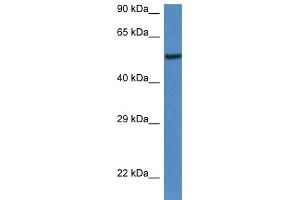 Western Blot showing 9030625A04Rik antibody used at a concentration of 1. (LACC1 antibody  (C-Term))
