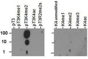 Dot Blot of Rabbit Histone H3 [p Thr3, Dimethyl Lys4] Antibody. (Histone 3 antibody  (H3K4me2, pThr3))