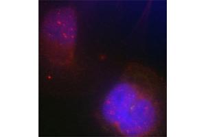 Immunofluorescence staining of methanol-fixed Hela cells using Phospho-BRCA1-S988 antibody. (BRCA1 antibody  (pSer988))