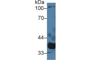 Detection of PPM1A in Porcine Heart lysate using Polyclonal Antibody to Protein Phosphatase, Mg2+/Mn2+ Dependent 1A (PPM1A) (PPM1A antibody  (AA 2-382))