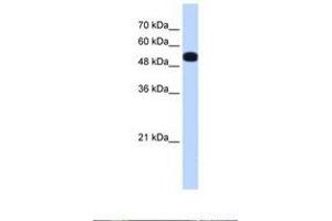 Image no. 1 for anti-UDP-Glucose Pyrophosphorylase 2 (UGP2) (AA 40-89) antibody (ABIN6738442) (UGP2 antibody  (AA 40-89))