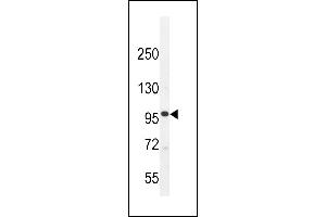 MYLK3 Antibody (Center) (ABIN655794 and ABIN2845224) western blot analysis in K562 cell line lysates (35 μg/lane). (MYLK3 antibody  (AA 535-562))