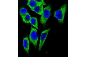 Confocal immunofluorescent analysis of LDHA Antibody (C-term) (ABIN657465 and ABIN2846493) with  cell followed by Alexa Fluor 488-conjugated goat anti-rabbit lgG (green). (Lactate Dehydrogenase A antibody  (C-Term))