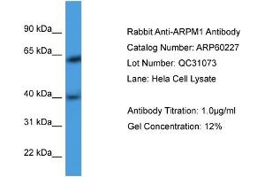 WB Suggested Anti-ARPM1  Antibody Titration: 0. (ARPM1 antibody  (N-Term))