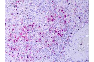 Anti-RETN / Resistin antibody IHC of human spleen. (Resistin antibody)