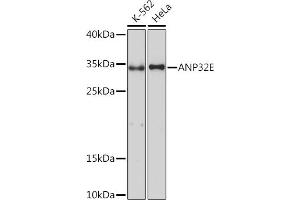 Western blot analysis of extracts of various cell lines, using E Rabbit pAb (ABIN7265378) at 1:1000 dilution. (ANP32E antibody  (AA 1-70))