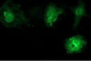 Anti-VSIG2 mouse monoclonal antibody (ABIN2454003) immunofluorescent staining of COS7 cells transiently transfected by pCMV6-ENTRY VSIG2 (RC200170). (VSIG2 antibody)