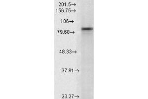 Western Blot analysis of Rat Lysates showing detection of Hsp90 alpha protein using Mouse Anti-Hsp90 alpha Monoclonal Antibody, Clone K41009 .
