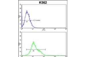 Flow cytometric analysis of k562 cells (bottom histogram) compared to a negative control cell (top histogram). (CROT antibody  (N-Term))