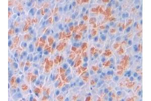 Detection of SPD in Mouse Pancreas Tissue using Polyclonal Antibody to Surfactant Associated Protein D (SPD) (SFTPD antibody  (AA 259-374))