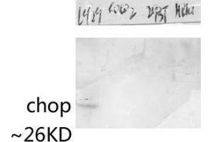 Western Blot (WB) analysis of specific lysis using CHOP Polyclonal Antibody. (DDIT3 antibody  (Ser301))