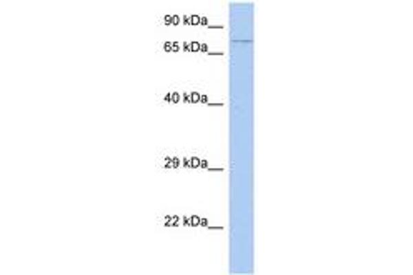 HEXDC antibody  (C-Term)
