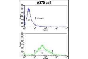 Flow cytometric analysis of  cells using KREMEN1 Antibody (N-term) (bottom histogram) compared to a negative control cell (top histogram). (KREMEN1 antibody  (N-Term))