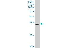 GRAP2 MaxPab rabbit polyclonal antibody. (GRAP2 antibody  (AA 1-330))