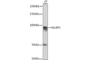 Western blot analysis of extracts of C6 cells, using R Rabbit mAb (ABIN7269840) at 1:500 dilution. (RALBP1 antibody)