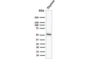 Western Blot Analysis of human Thymus tissue lysate using Cytokeratin 15 Mouse Monoclonal Antibody (KRT15/2958) (KRT15 antibody)