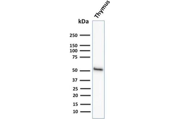 KRT15 抗体