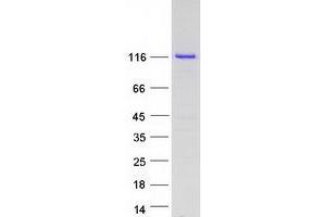 Western Blotting (WB) image for Eukaryotic Translation Initiation Factor 3, Subunit B (EIF3B) (Transcript Variant 1) protein (Myc-DYKDDDDK Tag) (ABIN2720073)