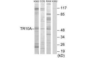 Western blot analysis of extracts from K562 cells, COS-7 cells and RAW264. (TNFRSF1A antibody  (C-Term))