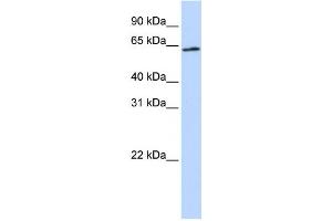 Western Blotting (WB) image for anti-Apoptosis-Inducing Factor, Mitochondrion-Associated, 3 (AIFM3) antibody (ABIN2459568) (AIFM3 antibody)