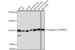 Transportin 3 antibody