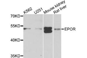 Western blot analysis of extracts of various cells, using EPOR antibody. (EPOR antibody)