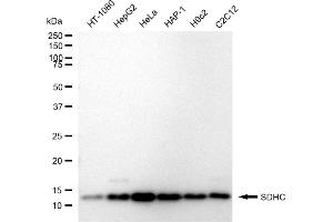 anti-Succinate Dehydrogenase Complex, Subunit C, Integral Membrane Protein, 15kDa (SDHC) antibody