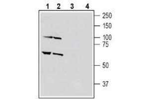 Western blot analysis of human THP-1 monocytic leukemia cell line lysate (lanes 1 and 3) and human HL-60 promyelocytic leukemia cell line lysate (lanes 2 and 4): - 1-2. (Sema4a antibody  (Extracellular, N-Term))