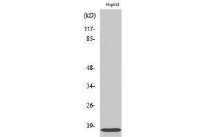 Western Blotting (WB) image for anti-Interferon-Induced Transmembrane Protein 3 (IFITM3) (N-Term) antibody (ABIN3175588) (IFITM3 antibody  (N-Term))