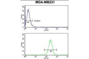 NCF1C Antibody (C-term) (ABIN652634 and ABIN2842424) flow cytometry analysis of MDA-M cells (bottom histogram) compared to a negative control cell (top histogram). (NCF1C antibody  (C-Term))