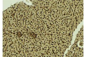 ABIN6276974 at 1/100 staining Mouse liver tissue by IHC-P. (SMAD5 antibody  (Internal Region))