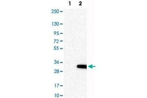 Western Blot analysis of Lane 1: negative control (vector only transfected HEK293T cell lysate) and Lane 2: over-expression lysate (co-expressed with a C-terminal myc-DDK tag in mammalian HEK293T cells) with RASL11A polyclonal antibody . (RASL11A antibody)