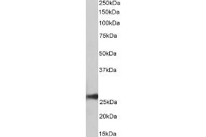 ABIN1782180 (0. (Peroxiredoxin 6 antibody  (AA 170-180))