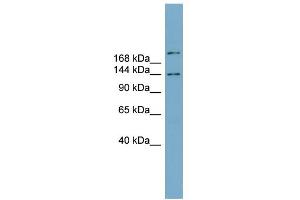 WB Suggested Anti-MAPKBP1 Antibody Titration: 0. (MAPKBP1 antibody  (N-Term))